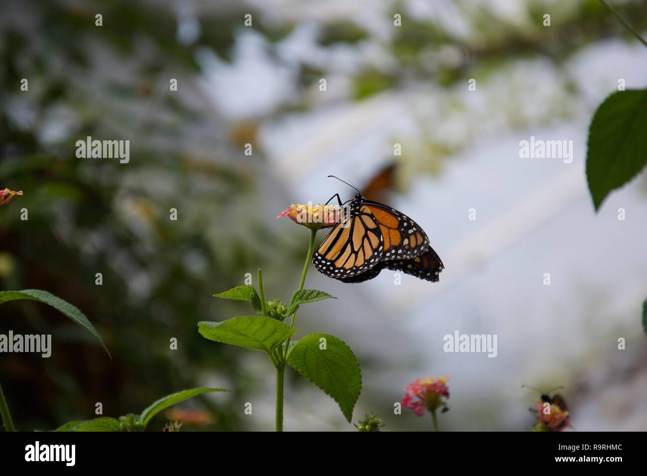 An orange, yellow and black butterfly with closed wings sipping from a flower Stock Photo
