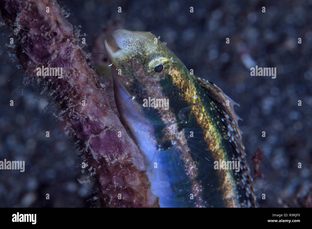 Close up image of fang blenny. Lembeh Straits, Indonesia. Stock Photo