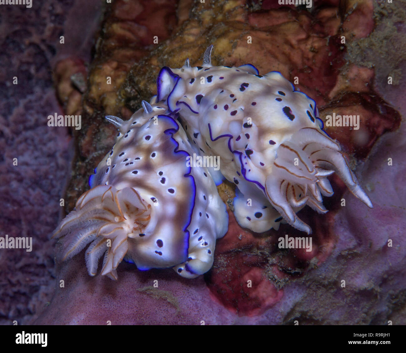 Nudibranchs (Risbesia Tyroni) mating behavior. Lembeh Straits, Indonesia. Stock Photo