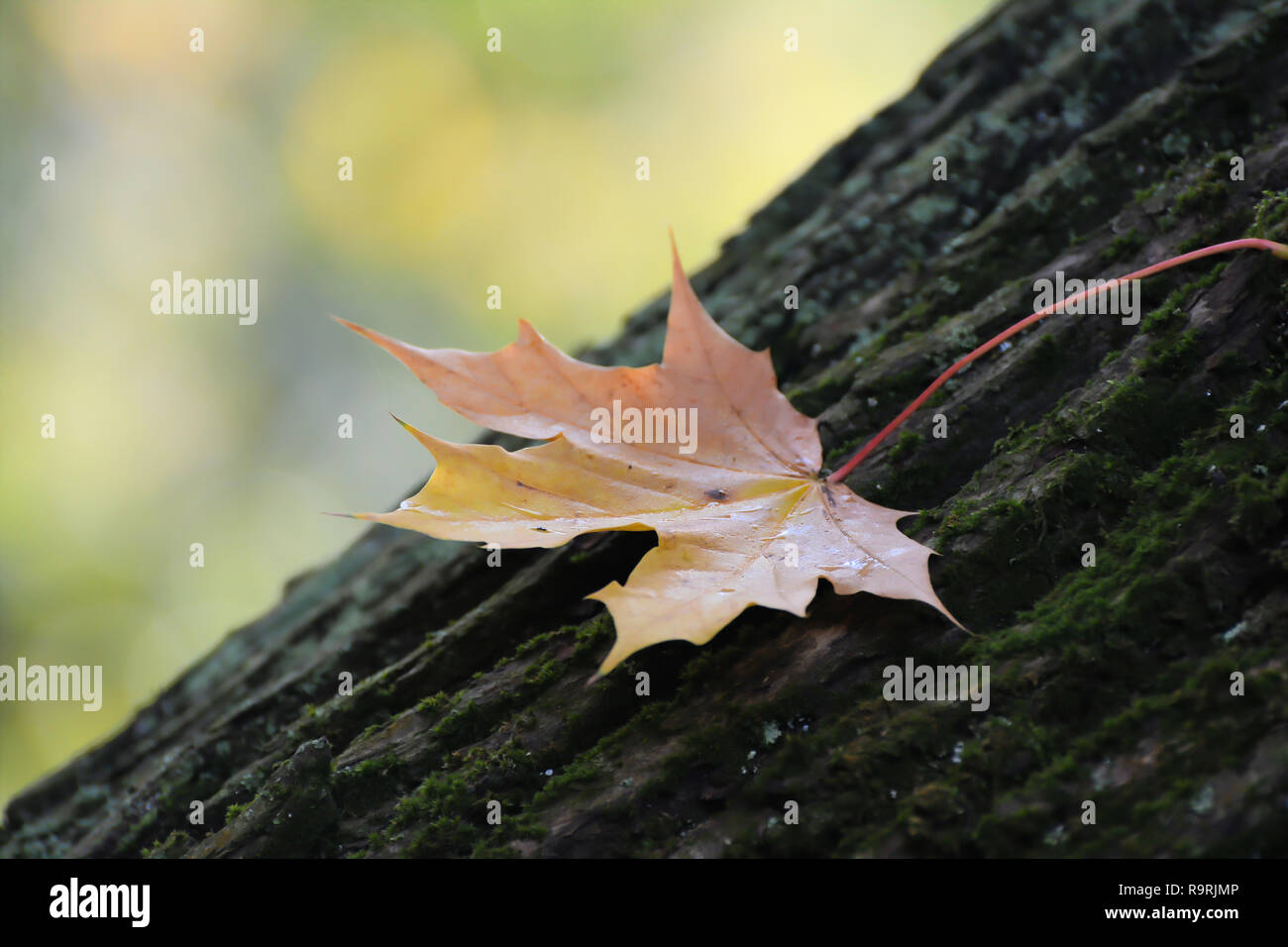 Maple leaf on a tree trunk in autumn Stock Photo