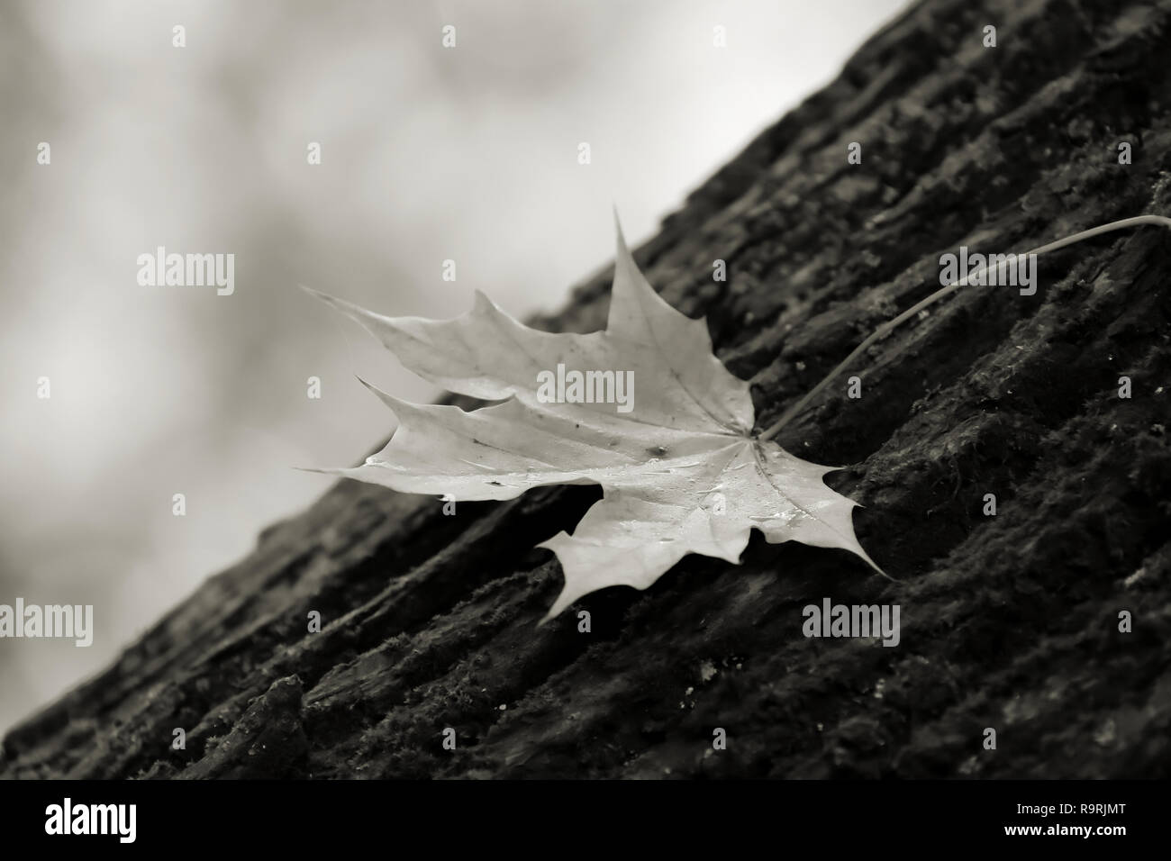 Maple leaf on a tree trunk in autumn Stock Photo