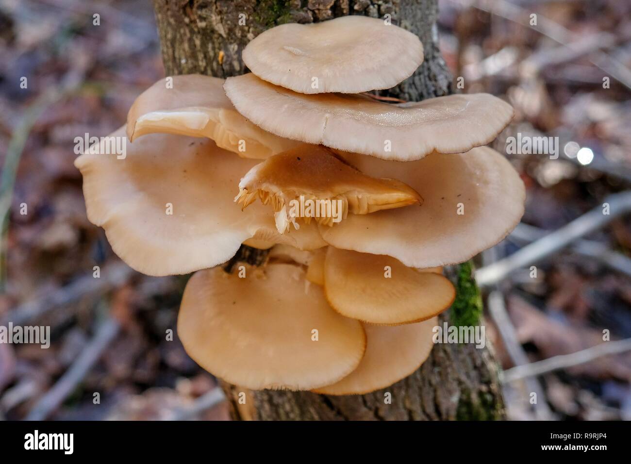 A Cluster Of Oyster Mushrooms Grow On The Side Of A Tree Trunk During Winter On The Cumberland Plateau In Tennessee Stock Photo Alamy