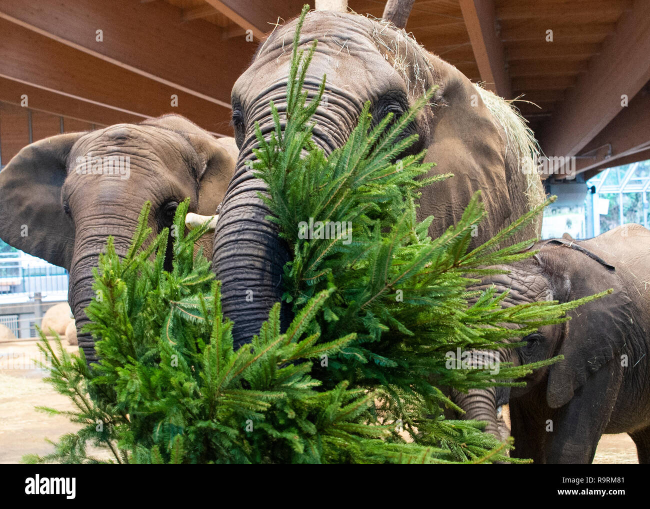 Wuppertal Germany 27th Dec 18 The Elephant Cows Tika L Sabie M And Tuffi Stand In The Zoo In Their Enclosure And Eat A Fir Tree Sabie Is The Mother Of The Wuppertal Germany 27th Dec 18 The Elephant Cows Tika L Sabie M And Tuffi Stand In The Zoo In Their Enclosure And Eat A Fir Tree Sabie Is The Mother Of The