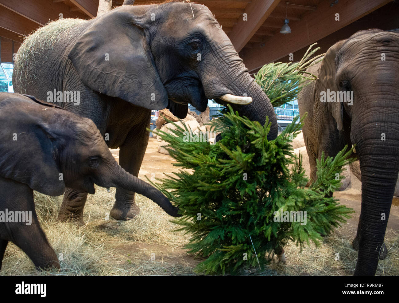 Wuppertal Germany 27th Dec 18 The Elephant Cows Tuffi L Sabie M And Tika Stand In Their Enclosure At Wuppertal Zoo And Eat A Fir Tree Sabie Is The Mother Of The Wuppertal Germany 27th Dec 18 The Elephant Cows Tuffi L Sabie M And Tika Stand In Their Enclosure At Wuppertal Zoo And Eat A Fir Tree Sabie Is The Mother Of The