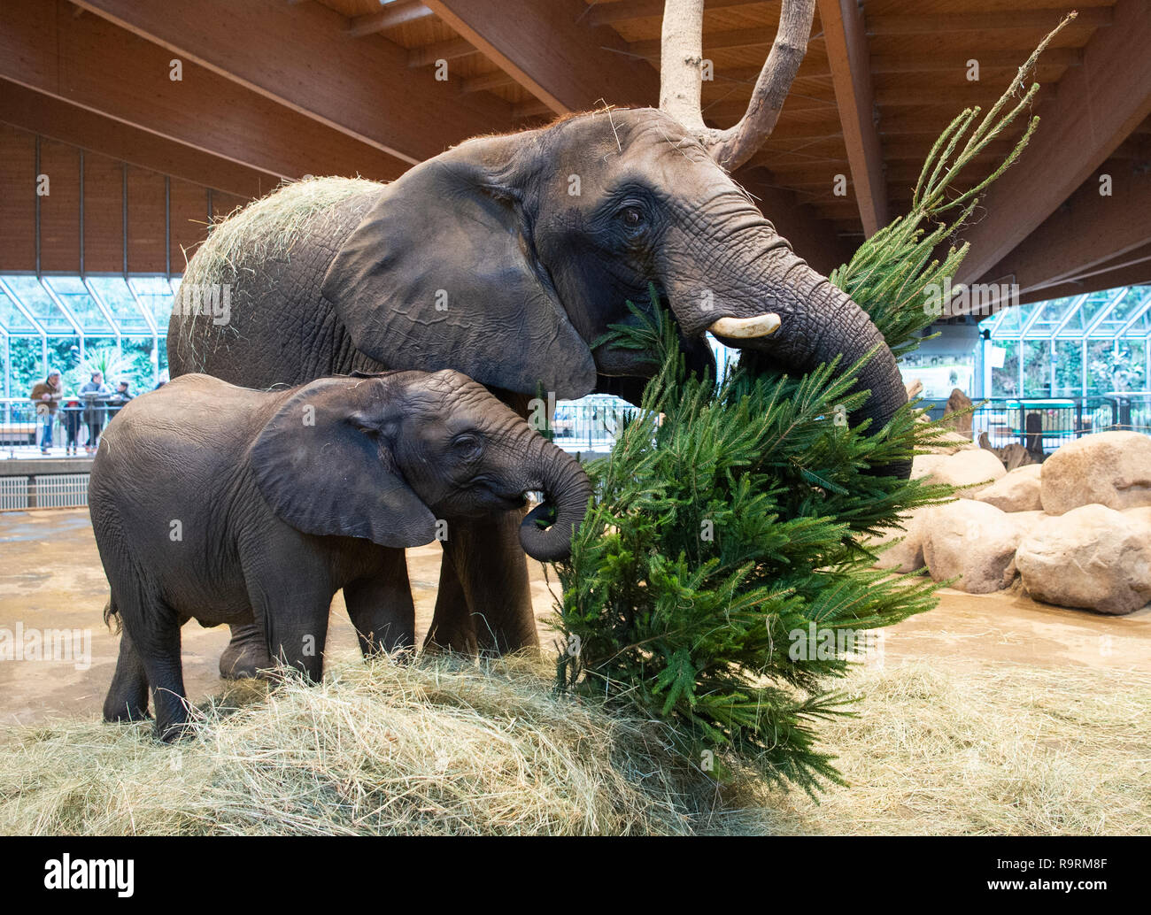 Wuppertal Germany 27th Dec 18 The Elephant Cows Tuffi In Front And Their Mother Sabie Stand In The Zoo In Their Enclosure And Eat A Fir Tree Credit Christophe Gateau Dpa Alamy Live News Wuppertal Germany 27th Dec 18 The Elephant Cows Tuffi In Front And Their Mother Sabie Stand In The Zoo In Their Enclosure And Eat A Fir Tree Credit Christophe Gateau Dpa Alamy Live News