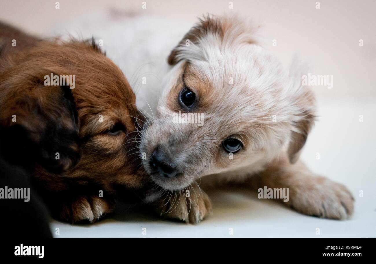 Collection Of Puppies High Resolution Stock Photography and Images - Alamy