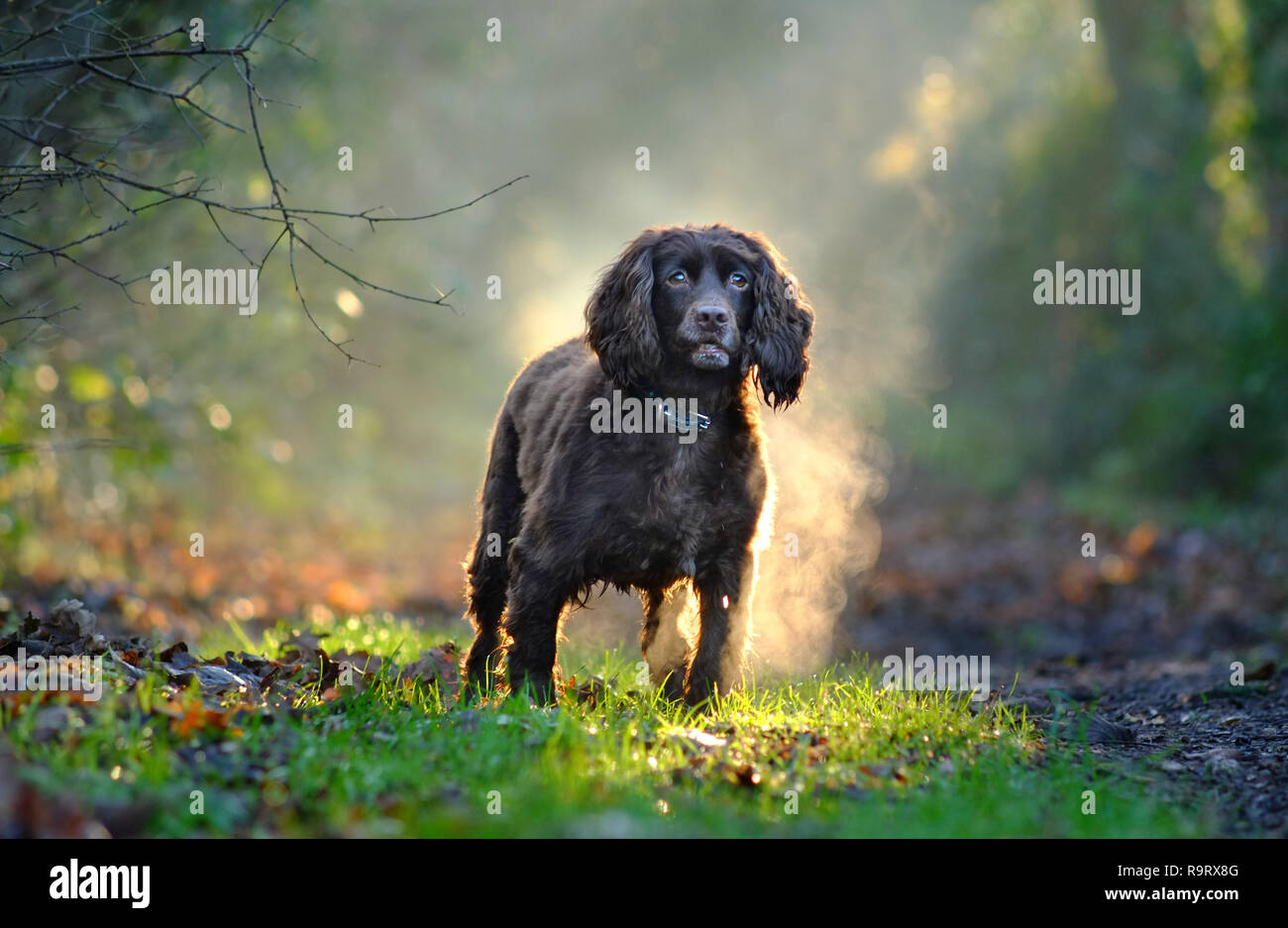 Ripe, East Sussex. 28th December 2018. UK Weather: Fudge, a cocker spaniel, enjoying a walk in the Sussex woods at the end of a sunny and mild winter day. Credit: Peter Cripps/Alamy Live News Stock Photo