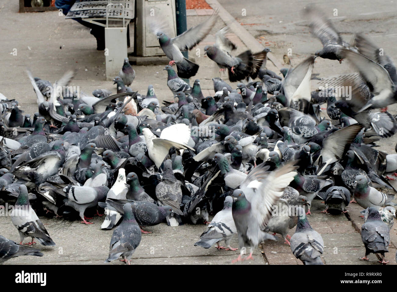 New York City, New York, USA. 11th Dec, 2018. Feeding pigeons invades busy Southern Boulevard in the South Bronx section of New York City. Credit: G. Ronald Lopez/ZUMA Wire/Alamy Live News Stock Photo