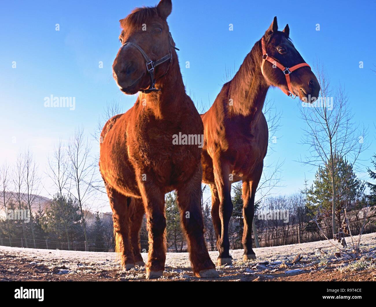 Grazes of horses on a muddy field, the cold autumnal morning in a