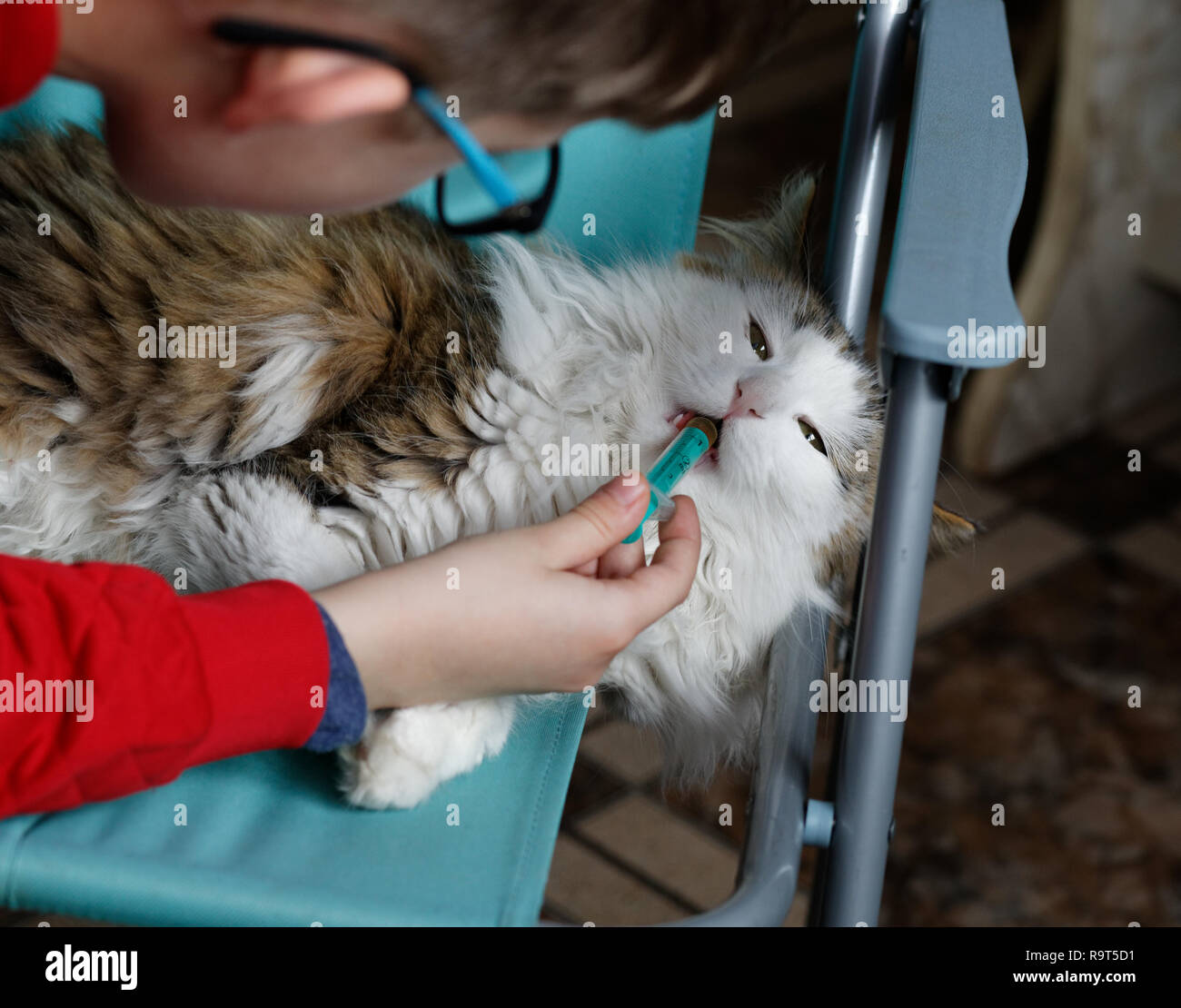 Young boy take care of his cat giving him a medicine using syringe Stock Photo