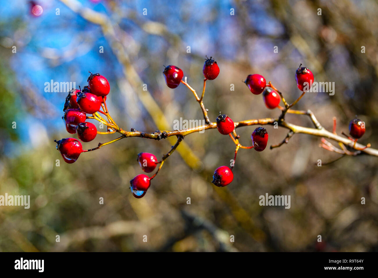 Red hawthorn berries on branch with water drops in winter Stock Photo