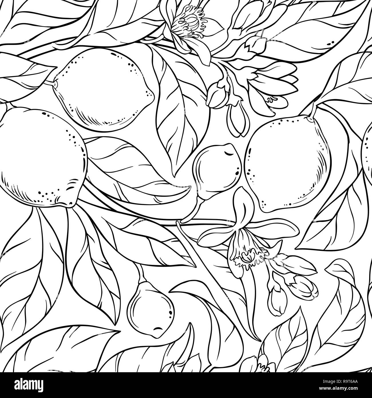 lime vector pattern on white background Stock Vector Image & Art - Alamy