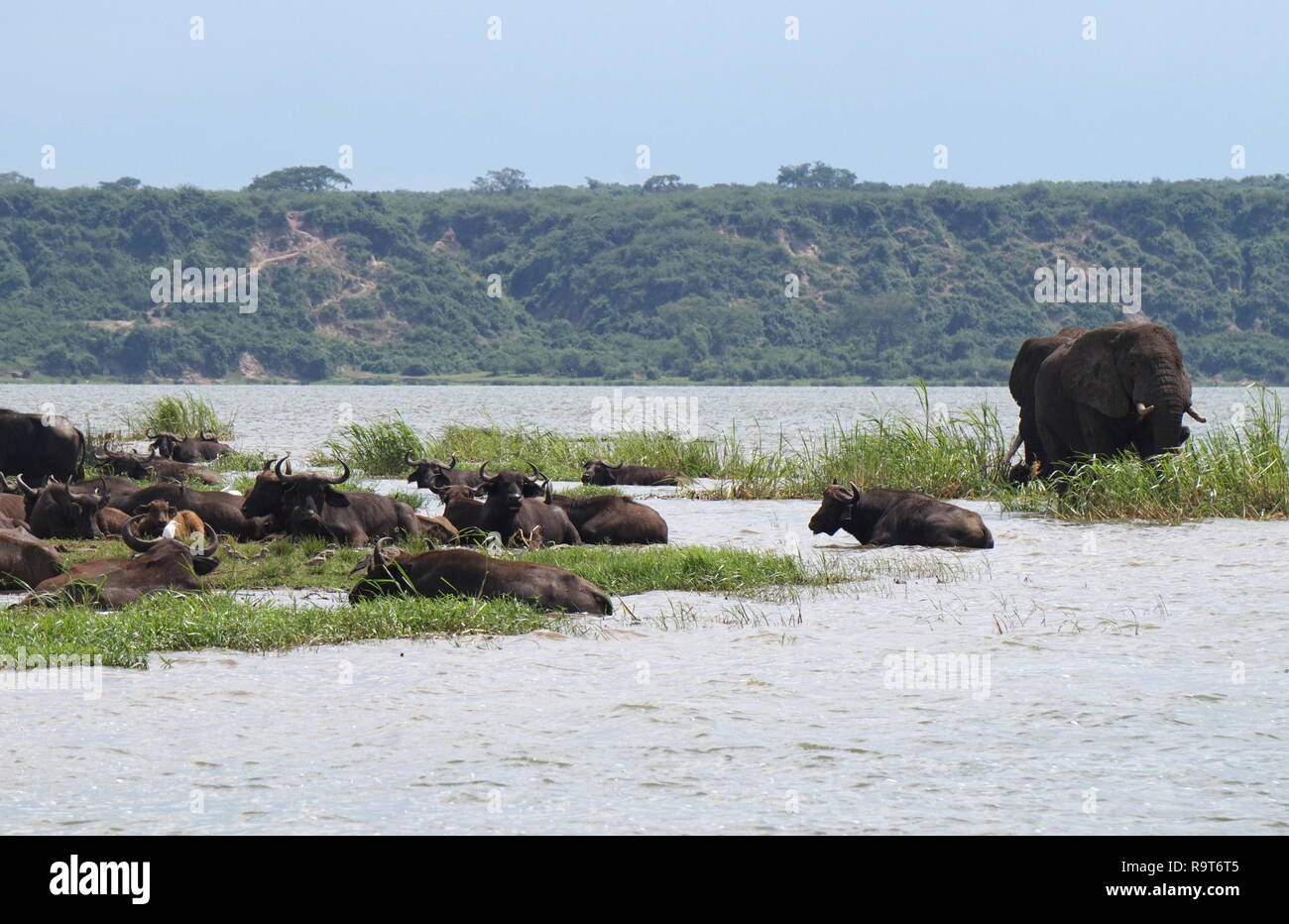 Elephants and water buffalo bathing in the Kazinga Channel in Queen Elizabeth National Park