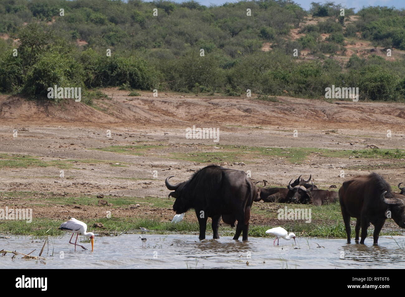 Water buffalo and storks bathing in the Kazinga Channel in Queen Elizabeth National Park, Uganda