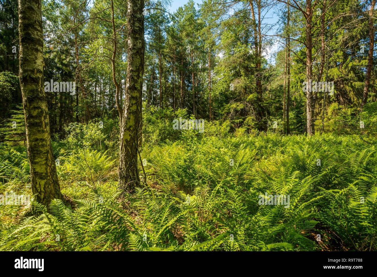Fresh, summer green ferns amid a birch pine forest. Poland, Warmia. Stock Photo