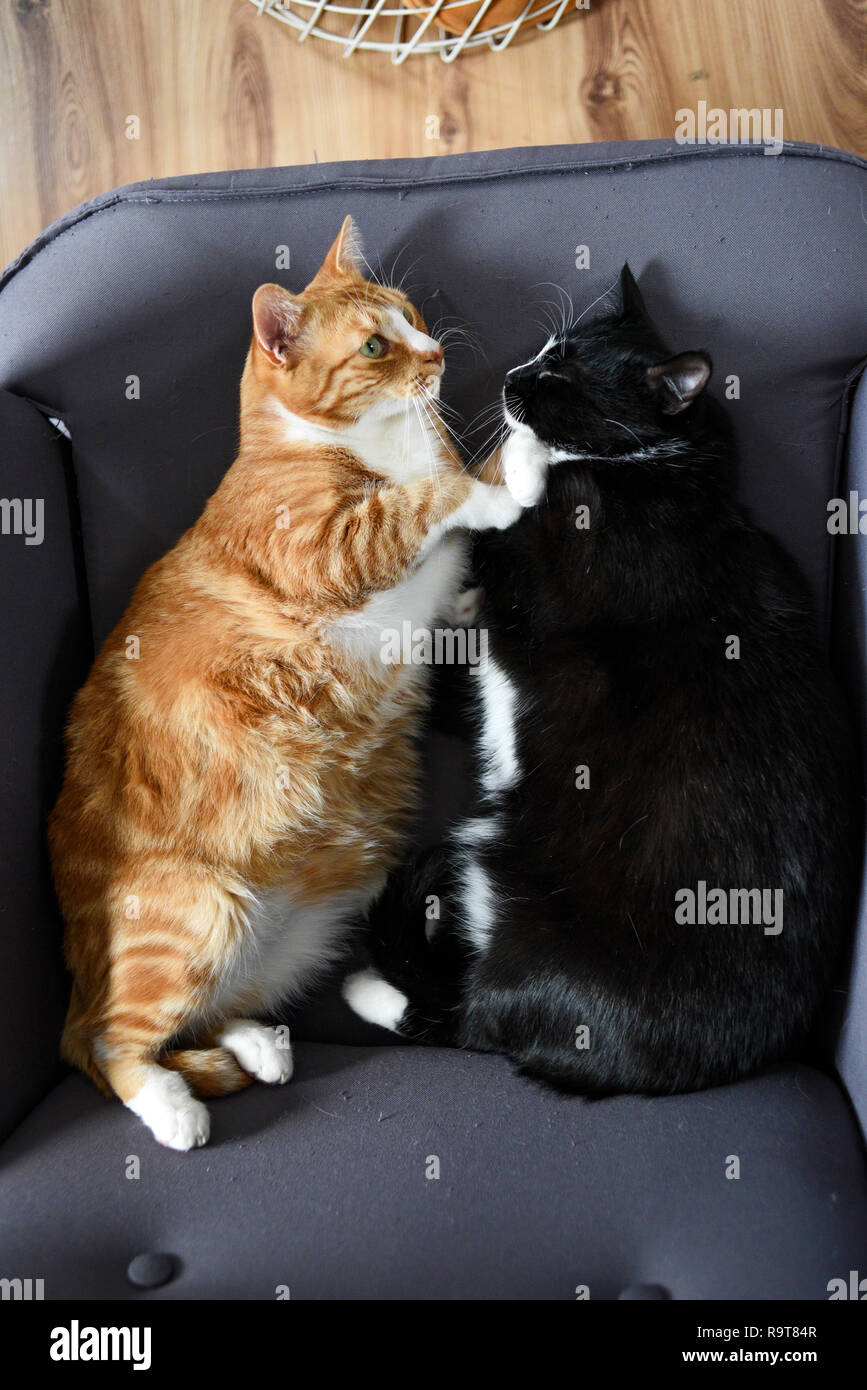 Two cats cuddling together on a chair at home Stock Photo Alamy