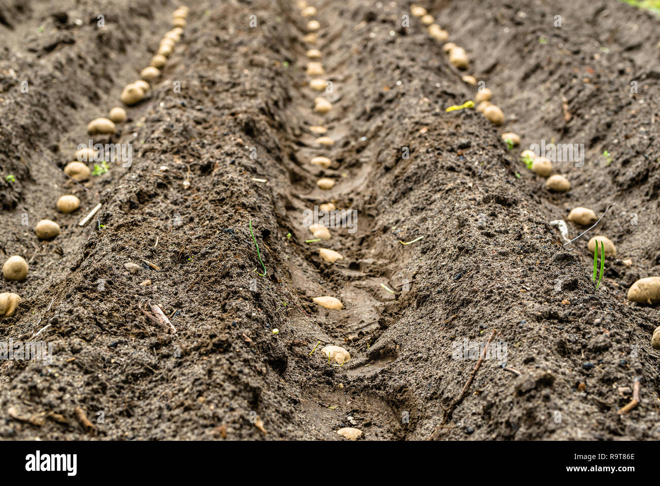Farm of potatoes, planting seeds of potato on field, organic farming  concept Stock Photo - Alamy