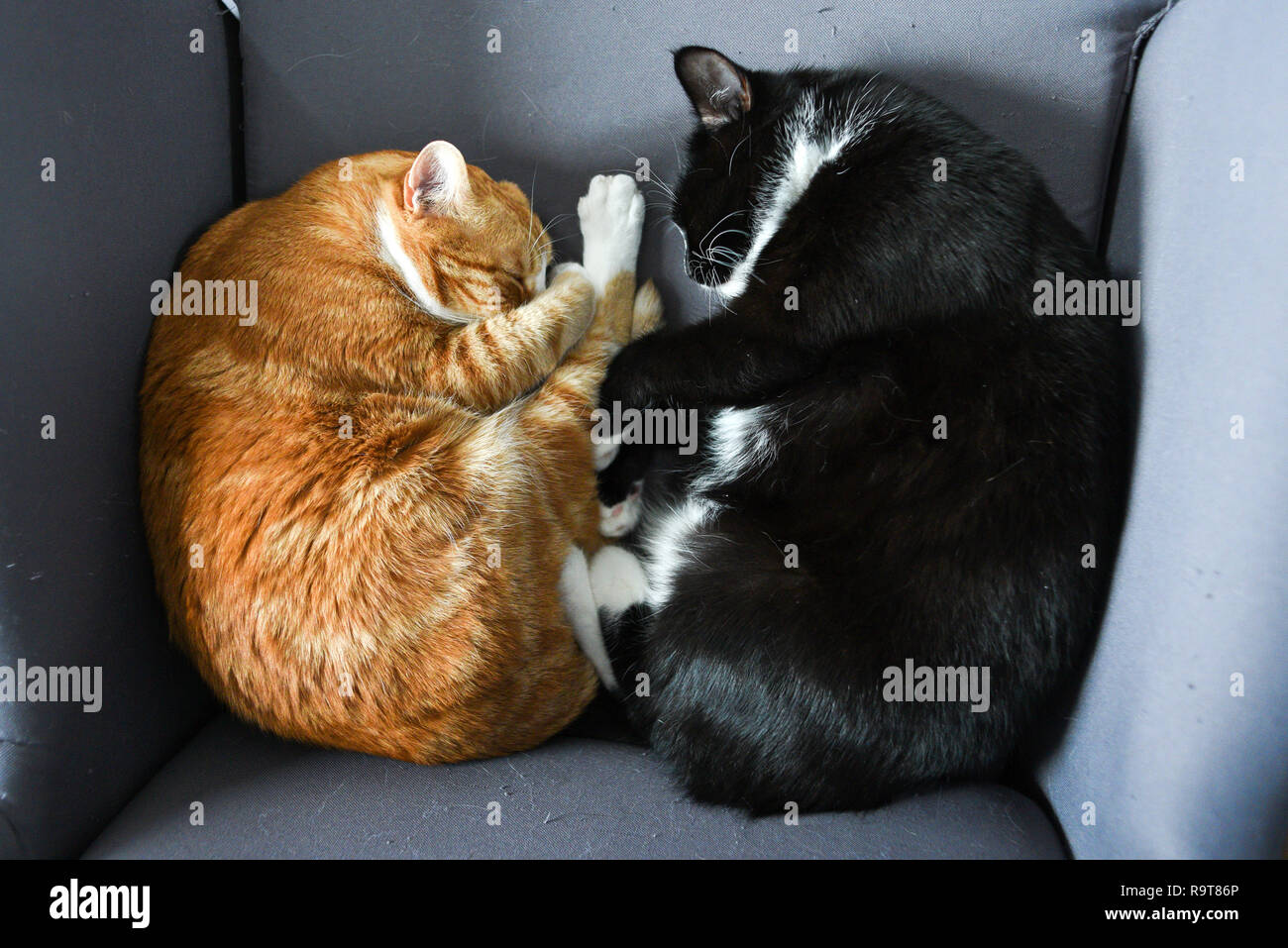 Two cats cuddling together on a chair at home Stock Photo Alamy