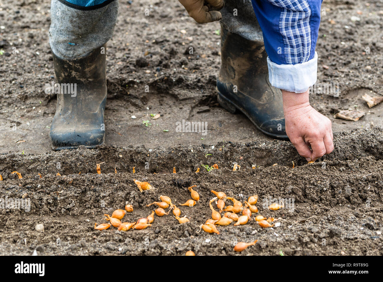 Closeup on spring onion roots hi-res stock photography and images - Alamy