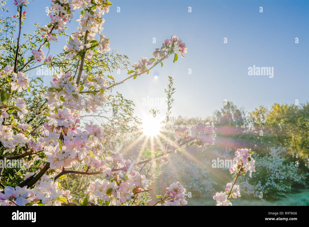 Sunlight shining through blooming hi-res stock photography and images ...