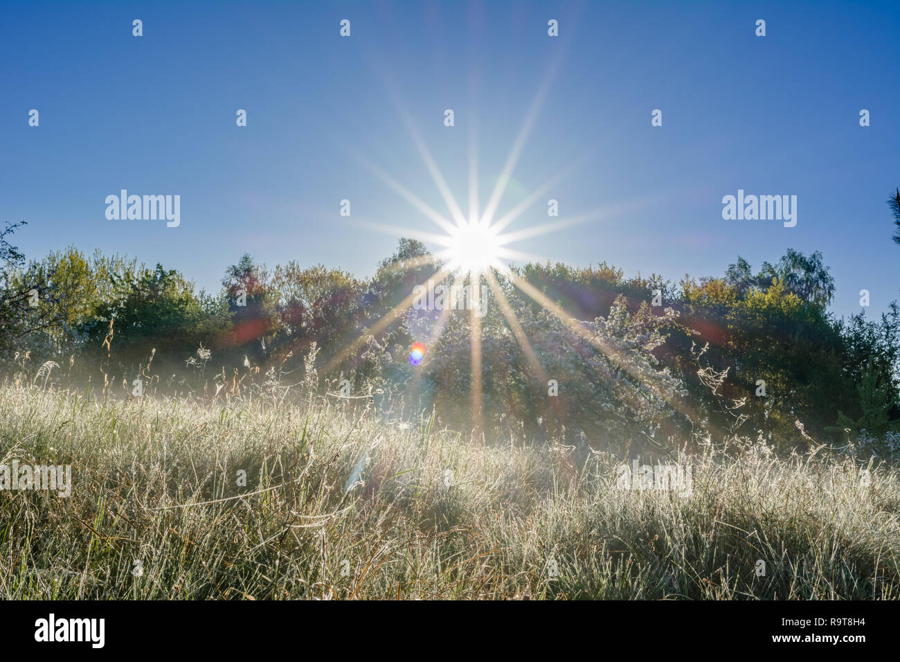 Blue sky with rays of morning sun over trees, sunlight shining in spring landscape on field of grass Stock Photo