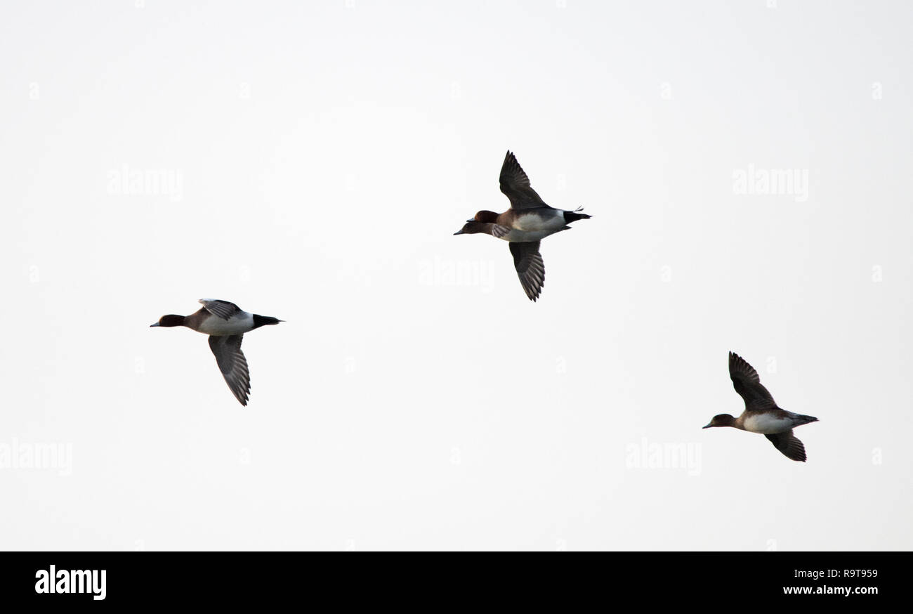 Thre Wigeon in flight (Anas  penelope) Stock Photo