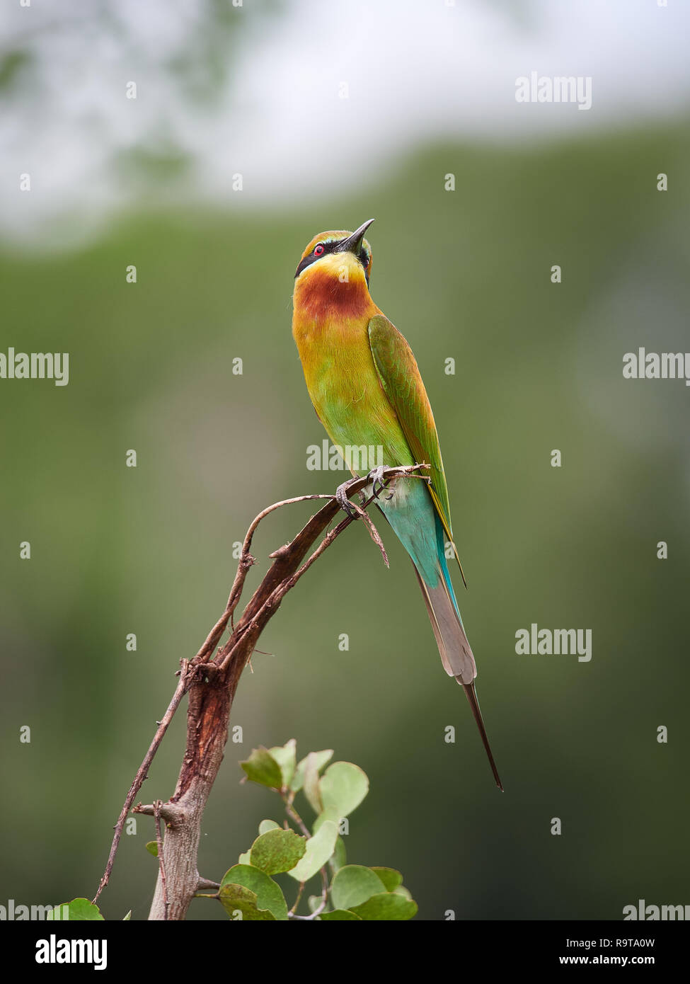Blue-tailed bee-eater, Udawalawe, Sri Lanka Stock Photo