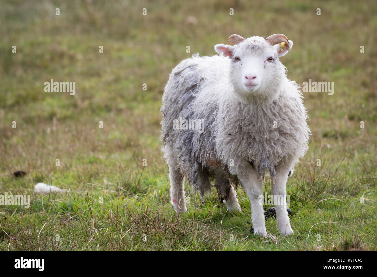 Young male sheep on Shetland Islands Stock Photo
