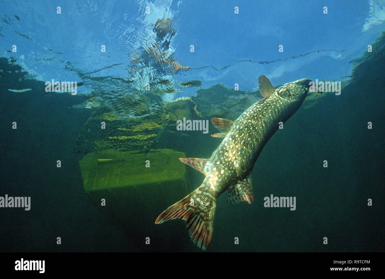 Sport angler catches a  Northern pike (Esox lucius), Lake Constance, Baden-Württemberg, Germany Stock Photo