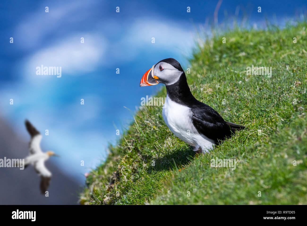 Atlantic puffin (Fratercula arctica) on sea cliff top in seabird colony and northern gannet passing by, Hermaness, Unst, Shetland Islands, Scotland Stock Photo