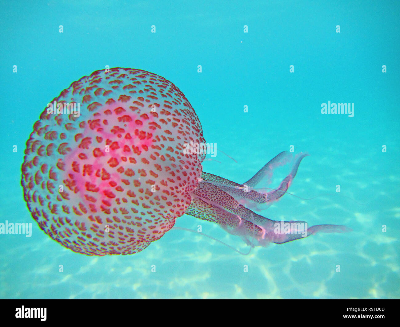 Pelagia noctiluca Jellyfish in the sea, close up. Stock Photo