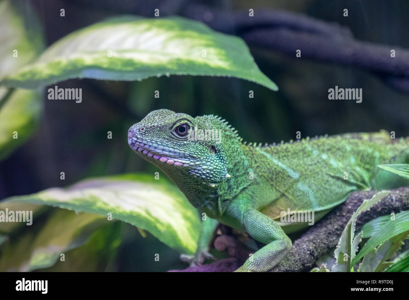 A Chinese Water Dragon lizard (Physignathus cocincinus) in captivity in ...