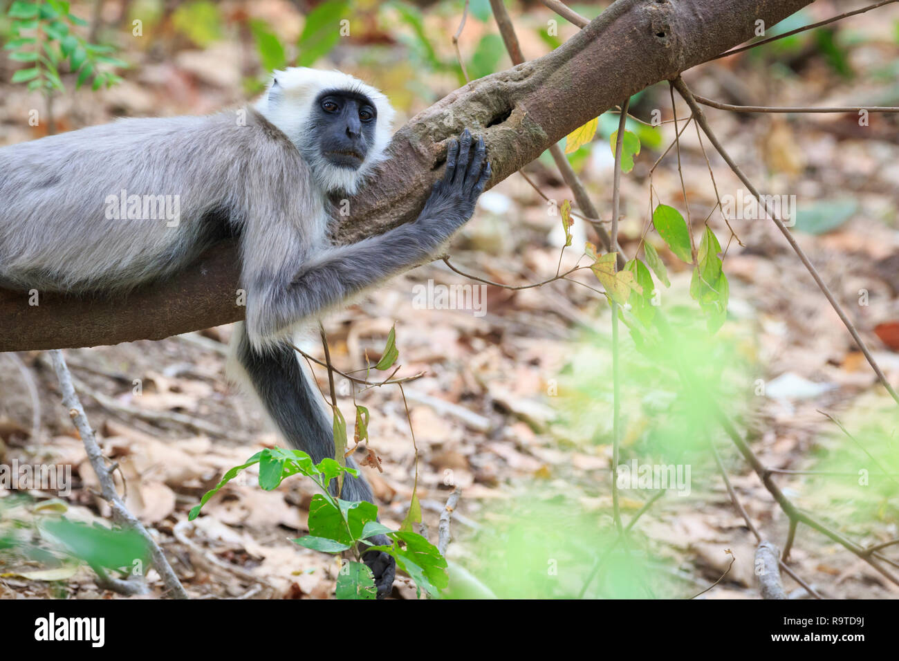 Gray Langur (Semnopithecus hector) resting on branch. Corbett National Park. Uttarakhand. India. Stock Photo