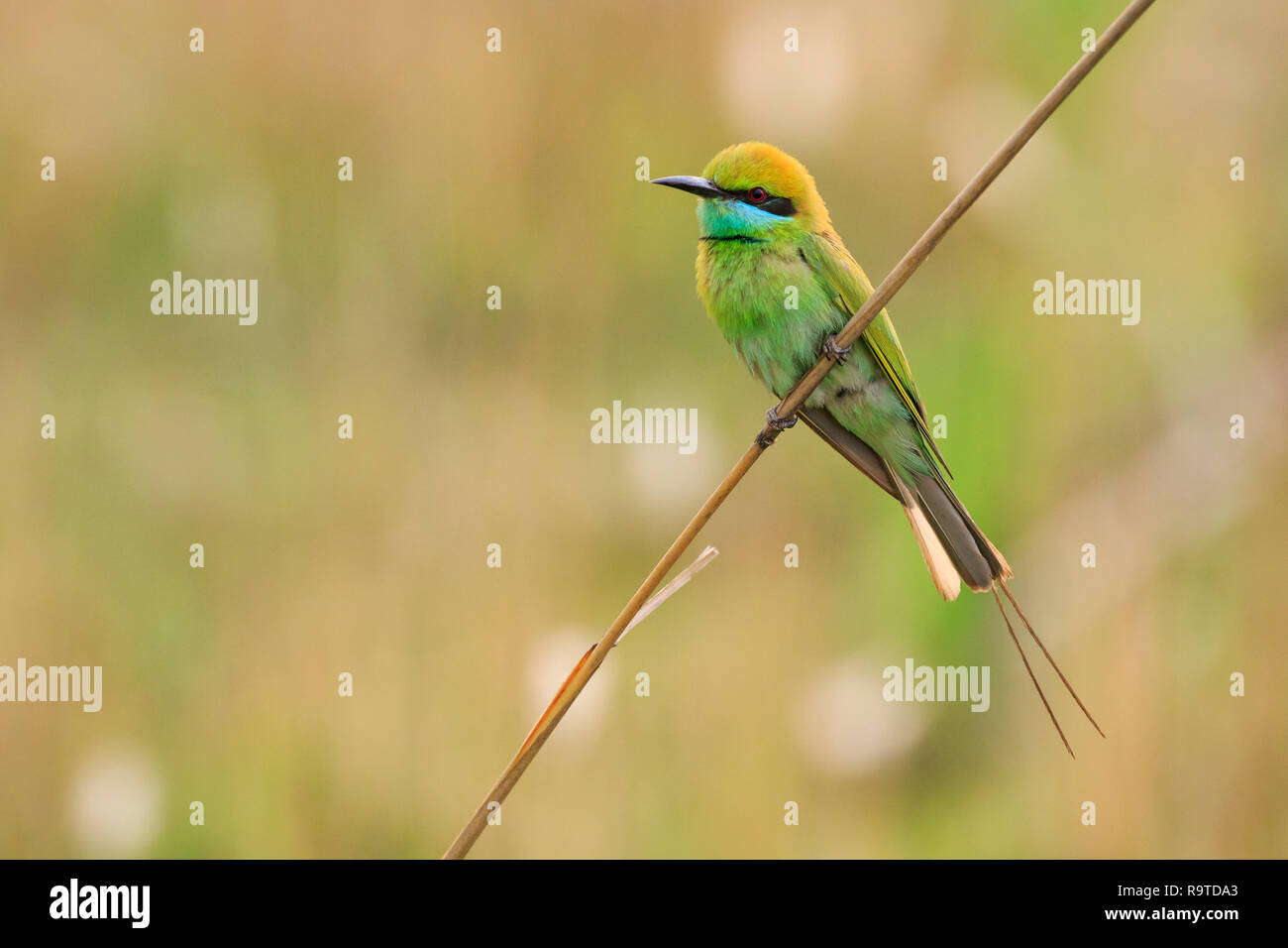 Adult little green bee eater hi-res stock photography and images - Alamy