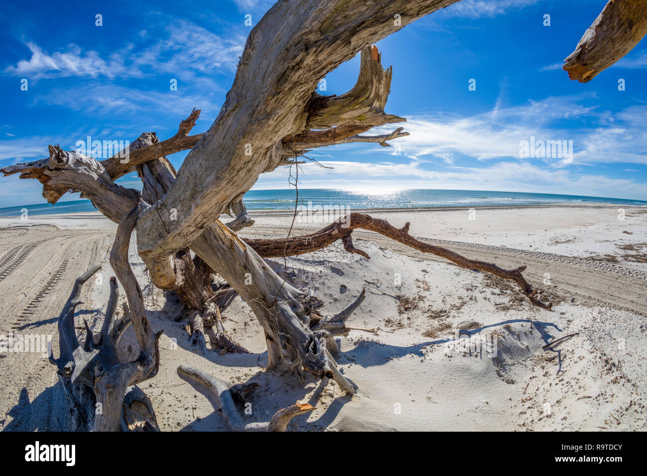 driftwood on Gulf of Mexico beach on St George Island in the panhandle or forgotten coast area of Florida in the United States Stock Photo