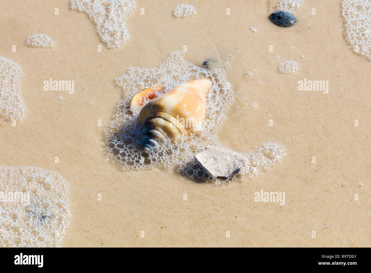 Close up of shells on Gulf of Mexico beach on St Island in
