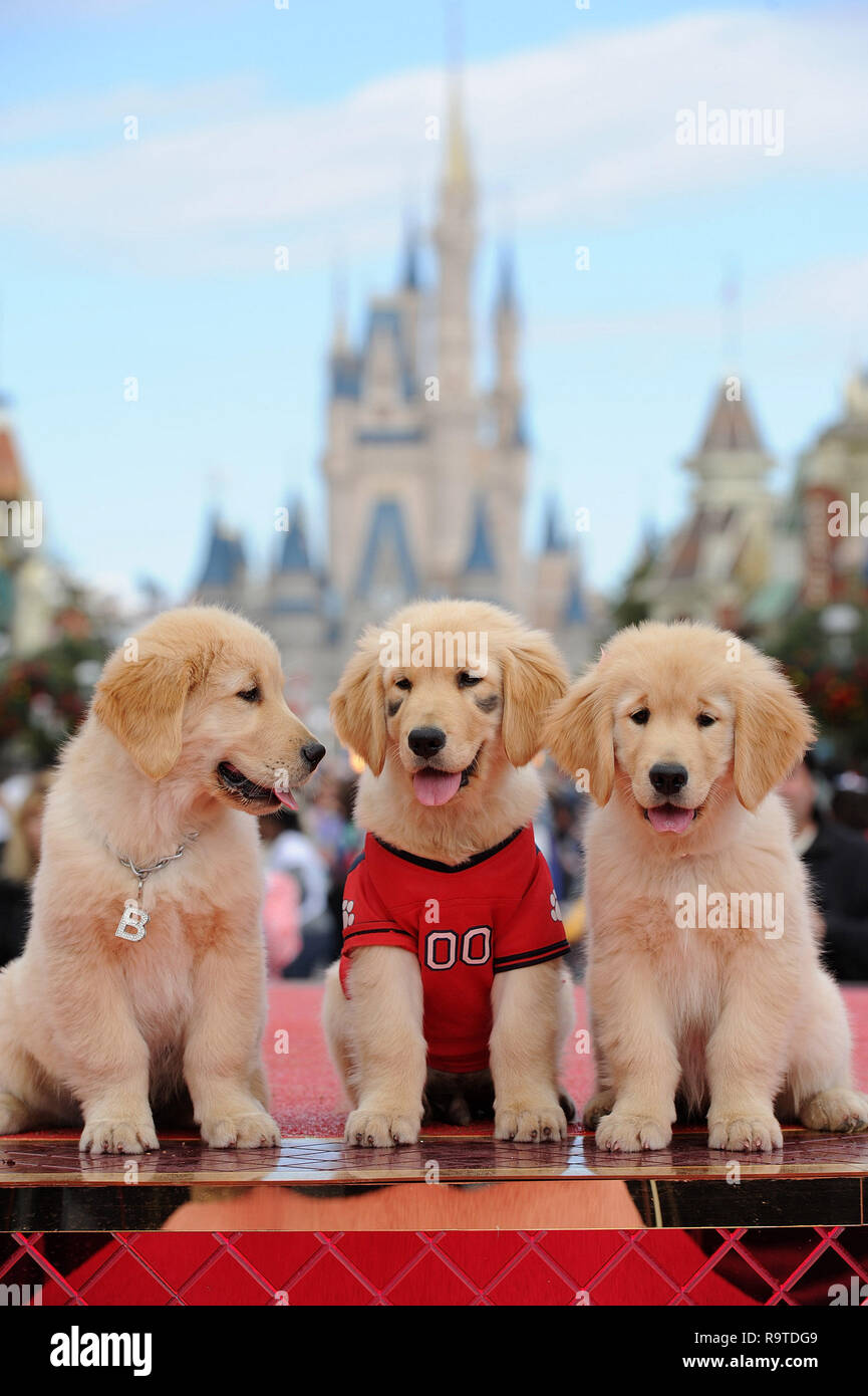 LAKE BUENA VISTA, FL - DECEMBER 02: Three of the canine stars of the upcoming Disney Blu-Ray and DVD film 'Treasure Buddies' make a special appearance during taping of the 'Disney Parks Christmas Day Parade' at the Magic Kingdom park on December 2, 2011 in Lake Buena Vista, Florida. Credit: Hoo-me.com / MediaPunch Stock Photo