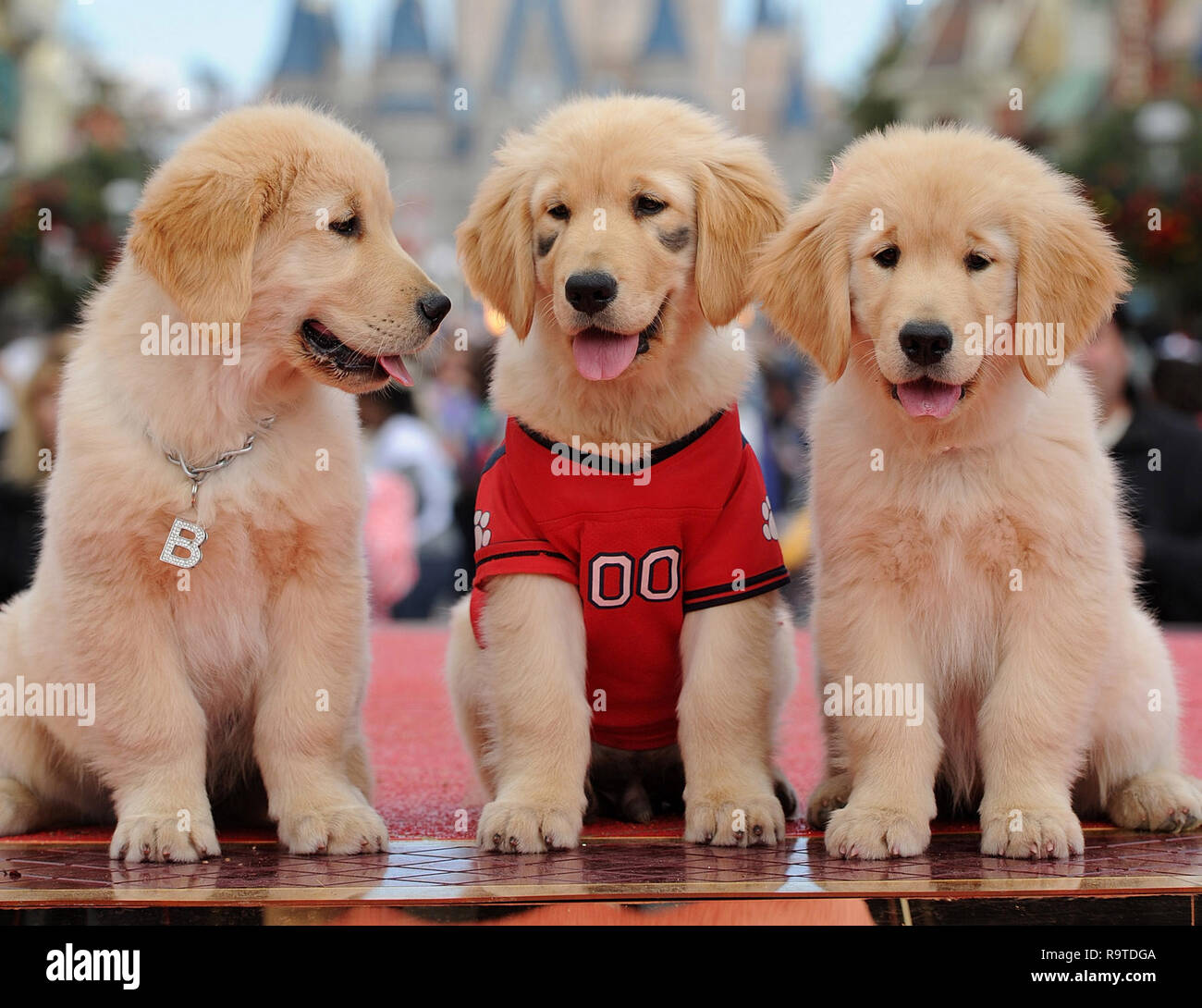 LAKE BUENA VISTA, FL - DECEMBER 02: Three of the canine stars of the upcoming Disney Blu-Ray and DVD film 'Treasure Buddies' make a special appearance during taping of the 'Disney Parks Christmas Day Parade' at the Magic Kingdom park on December 2, 2011 in Lake Buena Vista, Florida. Credit: Hoo-me.com / MediaPunch Stock Photo