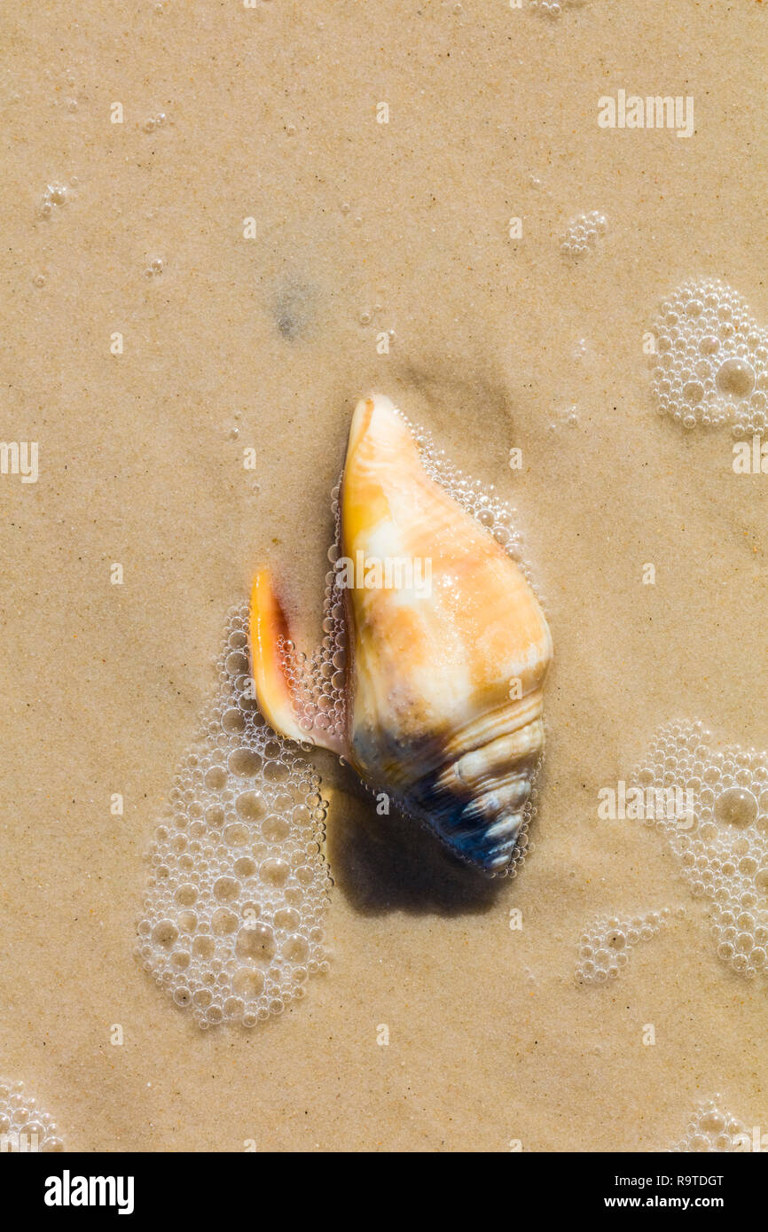 Close up of shells on Gulf of Mexico beach on St George Island in Florida in the United States Stock Photo