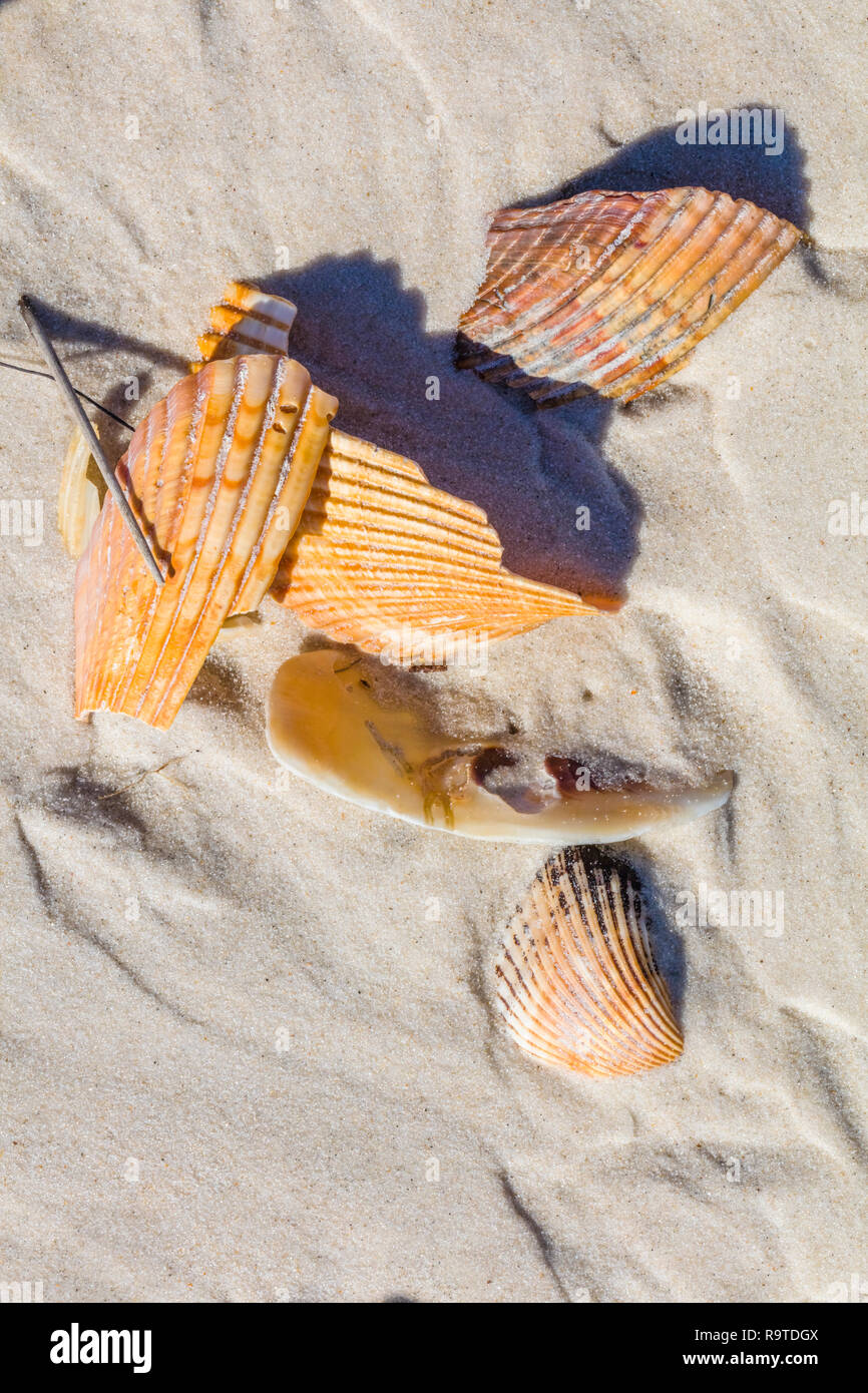 Gulf Of Mexico Shells Stock Photos & Gulf Of Mexico Shells Stock Images