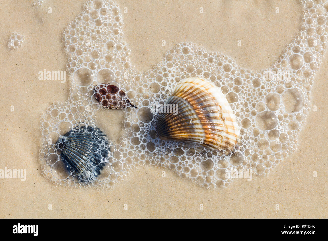 Close up of shells on Gulf of Mexico beach on St Island in