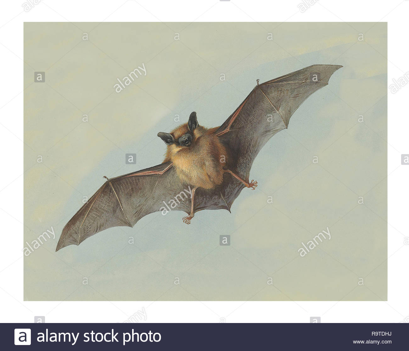 1926 Vintage ANIMALS /"BROWN BAT/" GORGEOUS COLOR Art Print Lithograph