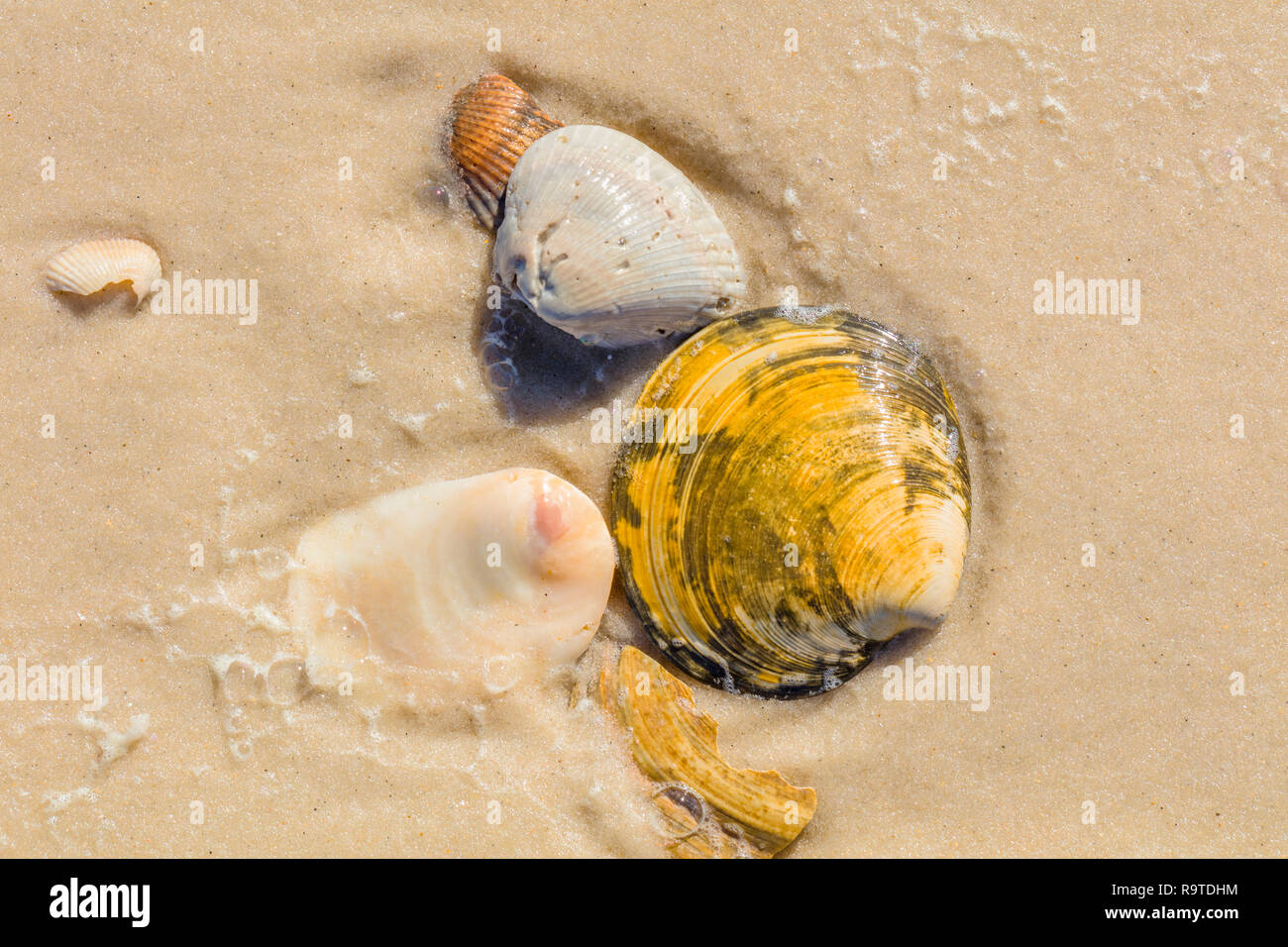 Close up of shells on Gulf of Mexico beach on St Island in