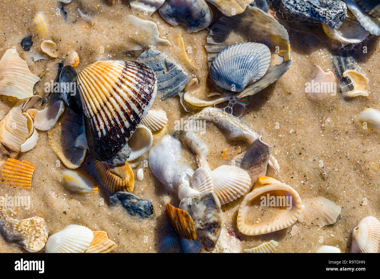 Gulf Of Mexico Seashells Stock Photos & Gulf Of Mexico Seashells Stock