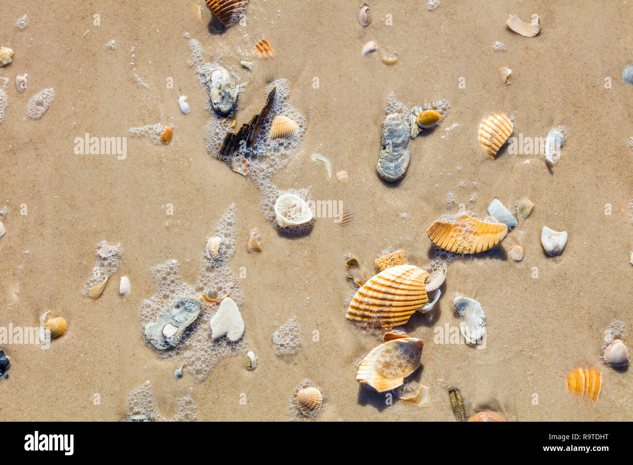 Close up of shells on Gulf of Mexico beach on St Island in