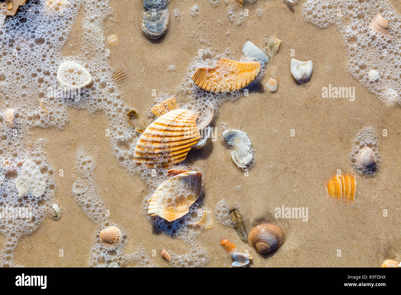 Close up of shells on Gulf of Mexico beach on St Island in