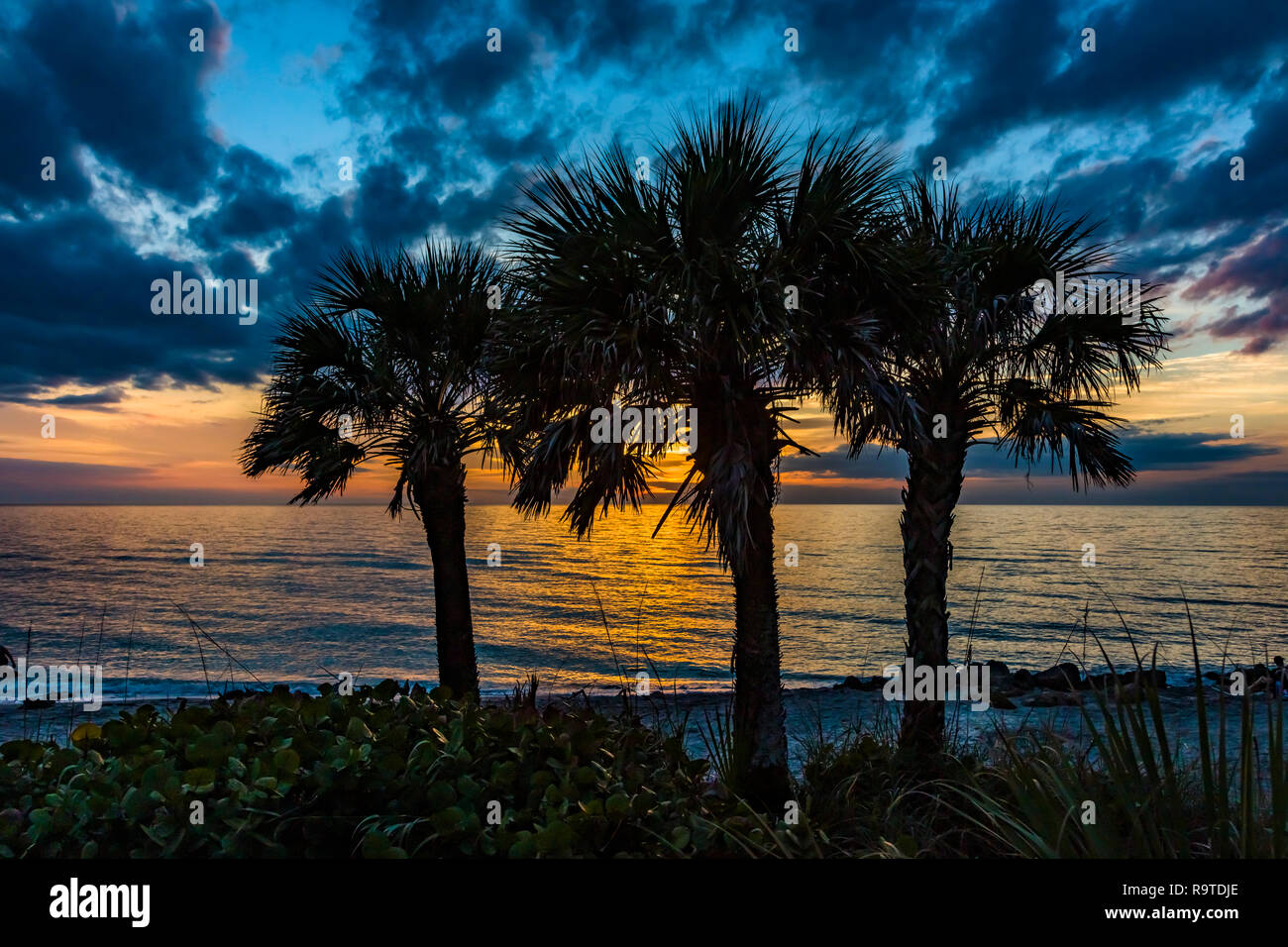 Palm trees silhoutted by  dramatic blue sky with dark clouds at sunset at Caspersen Beach on the Gulf of Mexico in Venice Florida Stock Photo