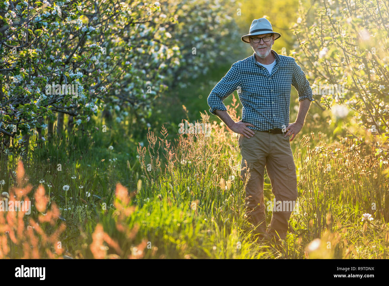An apple grower checks the flowering of his apple trees in spring. He looks at camera Stock Photo