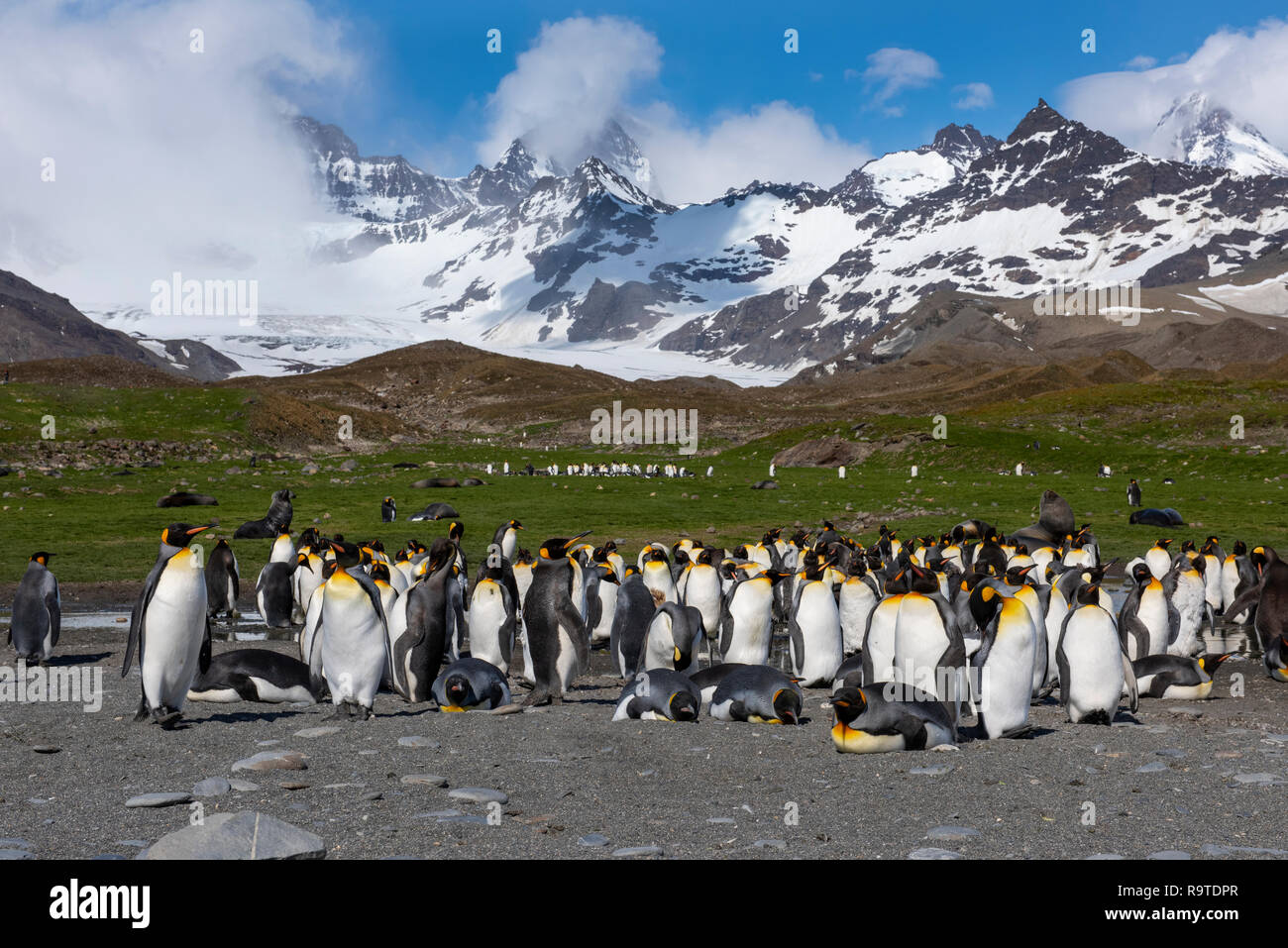 South Georgia St Andrews Bay Home To The Largest King Penguin Colony 