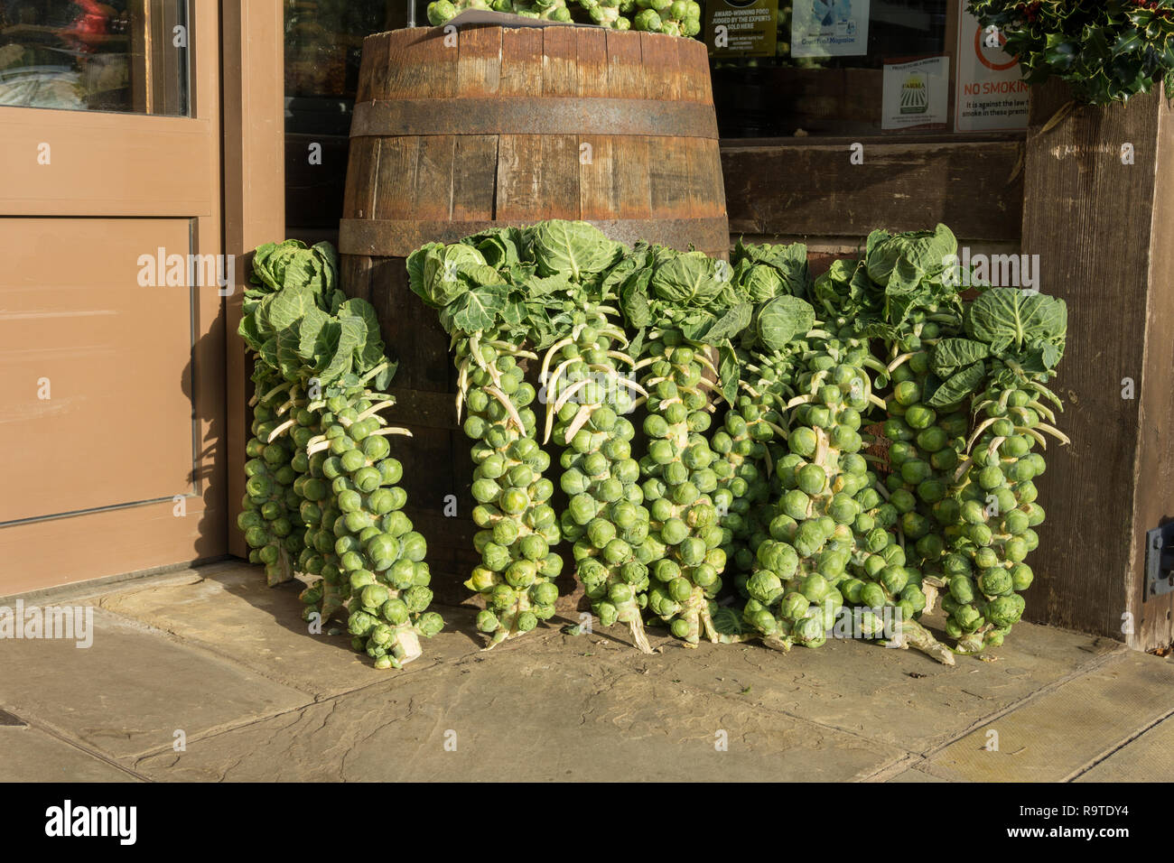 Brussel Sprouts on stalks displayed around an old wooden barrel outside a farm shop, UK Stock Photo